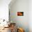 Shades of Orange-Ursula Abresch-Mounted Photographic Print displayed on a wall