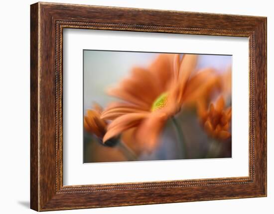 Shades of Orange-Heidi Westum-Framed Photographic Print