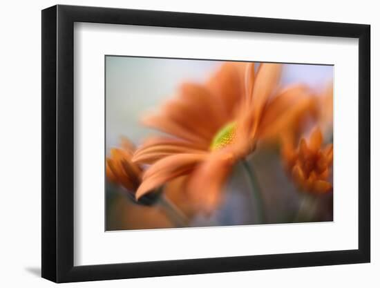 Shades of Orange-Heidi Westum-Framed Photographic Print