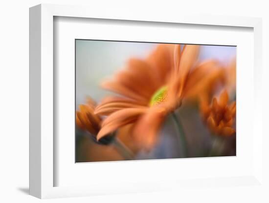 Shades of Orange-Heidi Westum-Framed Photographic Print