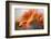 Shades of Orange-Heidi Westum-Framed Photographic Print