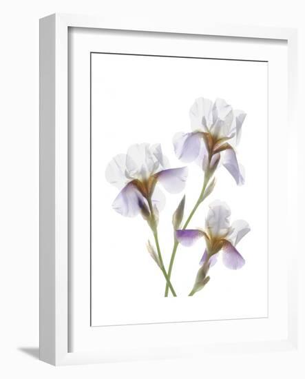 Shades of Purple Iris-Judy Stalus-Framed Art Print