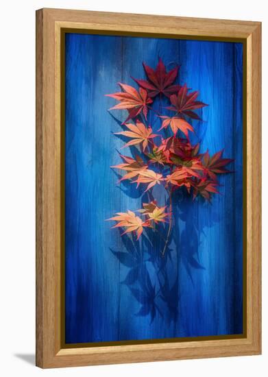 Shadow Blue-Philippe Sainte-Laudy-Framed Premier Image Canvas