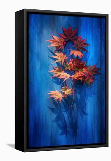 Shadow Blue-Philippe Sainte-Laudy-Framed Premier Image Canvas