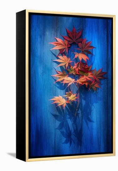 Shadow Blue-Philippe Sainte-Laudy-Framed Premier Image Canvas