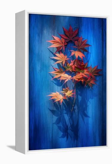 Shadow Blue-Philippe Sainte-Laudy-Framed Premier Image Canvas