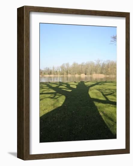 Shadow Cast by Large English Oak Tree (Quercus Robur) on Ornamental Lake, Corsham, England-Nick Upton-Framed Photographic Print