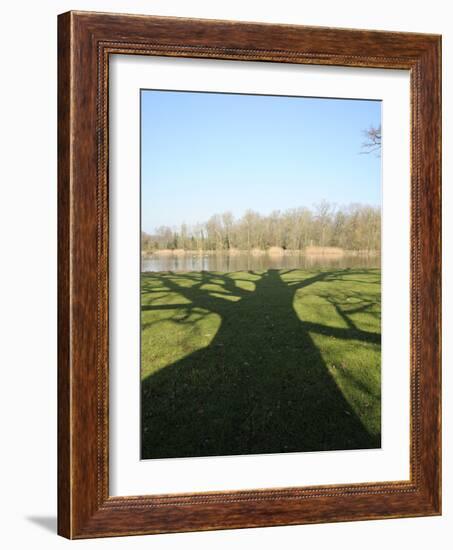 Shadow Cast by Large English Oak Tree (Quercus Robur) on Ornamental Lake, Corsham, England-Nick Upton-Framed Photographic Print