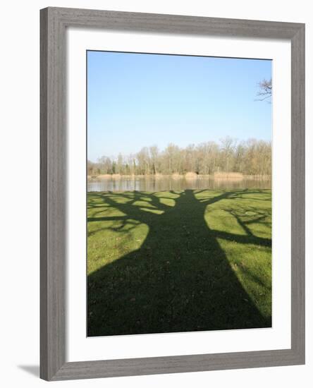 Shadow Cast by Large English Oak Tree (Quercus Robur) on Ornamental Lake, Corsham, England-Nick Upton-Framed Photographic Print