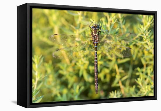 Shadow Darner, Aeshna umbrosa, Illinois-Richard & Susan Day-Framed Premier Image Canvas