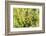 Shadow Darner, Aeshna umbrosa, Illinois-Richard & Susan Day-Framed Photographic Print