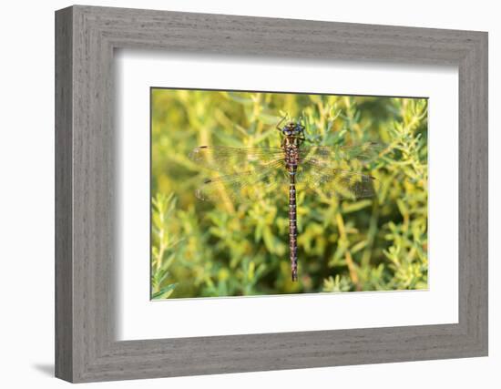 Shadow Darner, Aeshna umbrosa, Illinois-Richard & Susan Day-Framed Photographic Print