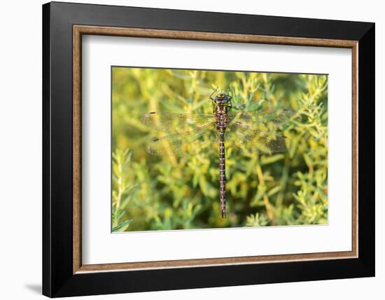 Shadow Darner, Aeshna umbrosa, Illinois-Richard & Susan Day-Framed Photographic Print