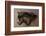 Shadow Hunter-Kalon Baughan-Framed Art Print