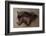 Shadow Hunter-Kalon Baughan-Framed Art Print