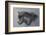 Shadow Hunter-Kalon Baughan-Framed Giclee Print