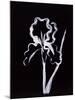 Shadow Iris-Susan Gillette-Mounted Premium Giclee Print