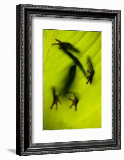 Shadow of a Tree Frog on a Leaf in Costa Rica-Paul Souders-Framed Photographic Print