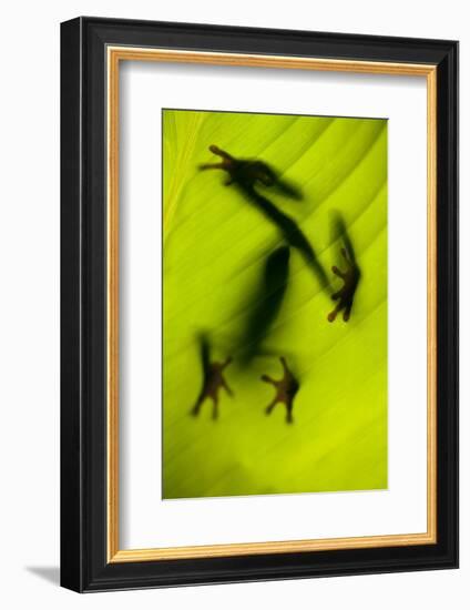 Shadow of a Tree Frog on a Leaf in Costa Rica-Paul Souders-Framed Photographic Print