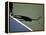 Shadow of Tennis Player Serving-null-Framed Premier Image Canvas