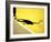 Shadow of Tennis Player Serving-null-Framed Photographic Print