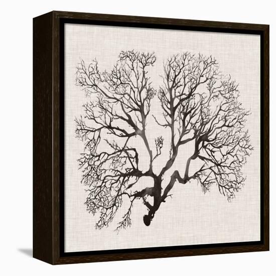 Shadow Sea Fan III-Grace Popp-Framed Stretched Canvas