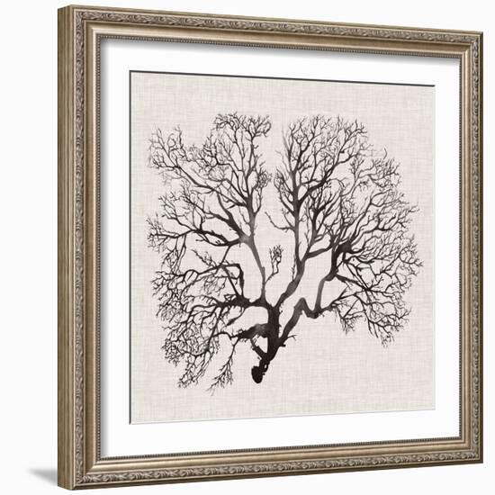 Shadow Sea Fan III-Grace Popp-Framed Art Print