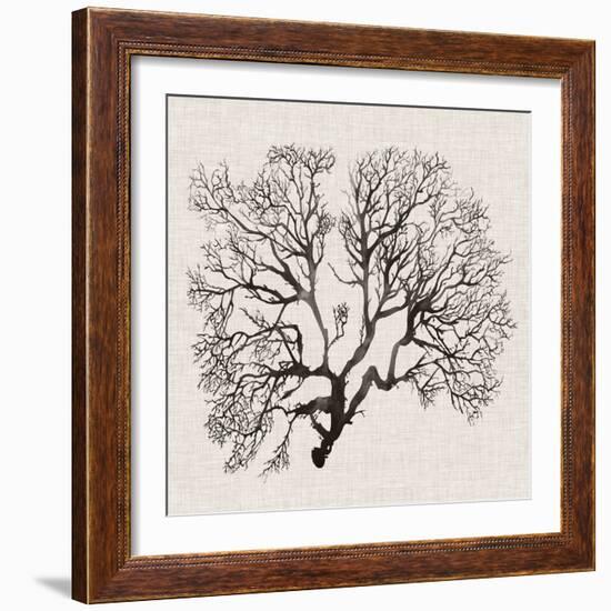 Shadow Sea Fan III-Grace Popp-Framed Art Print