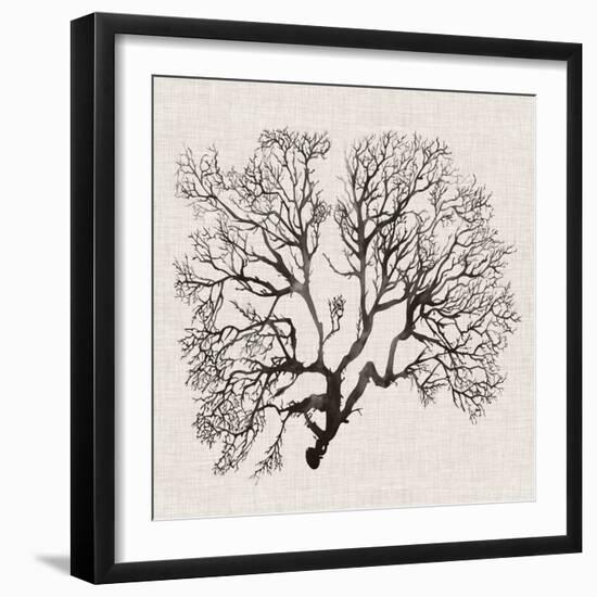 Shadow Sea Fan III-Grace Popp-Framed Art Print