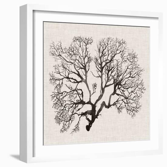 Shadow Sea Fan III-Grace Popp-Framed Art Print