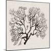 Shadow Sea Fan III-Grace Popp-Mounted Art Print