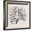 Shadow Sea Fan III-Grace Popp-Framed Art Print