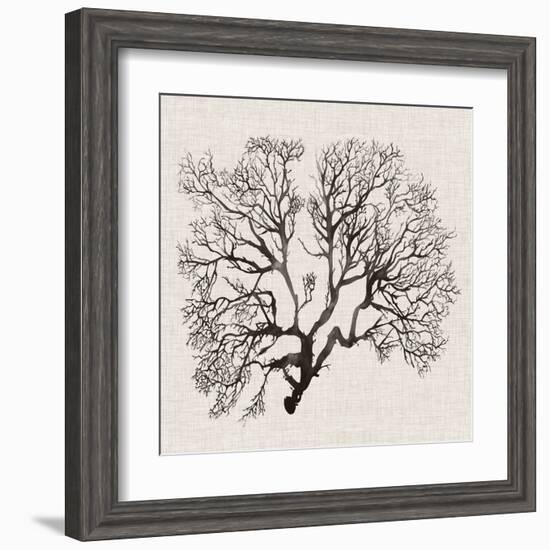 Shadow Sea Fan III-Grace Popp-Framed Art Print