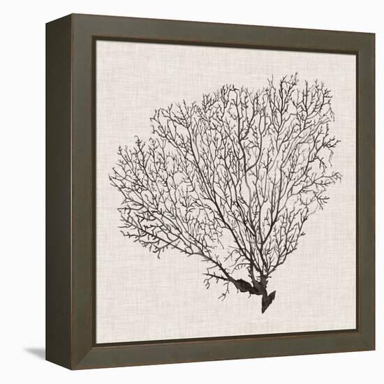 Shadow Sea Fan IV-Grace Popp-Framed Stretched Canvas