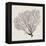 Shadow Sea Fan IV-Grace Popp-Framed Stretched Canvas