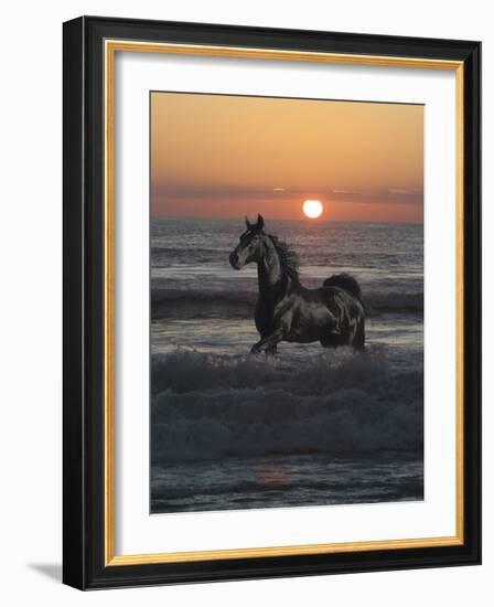 Shadow Walker-Bob Langrish-Framed Photographic Print