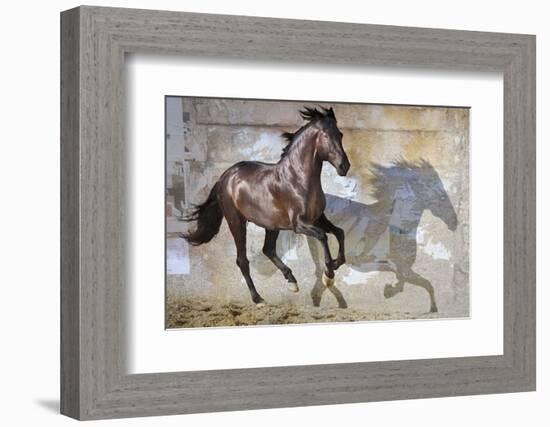 Shadow-Susan Friedman-Framed Photographic Print