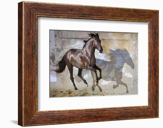 Shadow-Susan Friedman-Framed Photographic Print