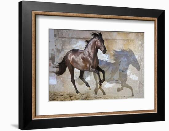 Shadow-Susan Friedman-Framed Photographic Print