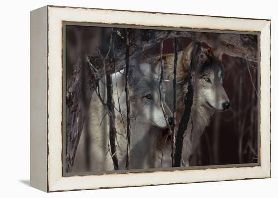 Shadowers-Gordon Semmens-Framed Premier Image Canvas