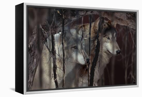 Shadowers-Gordon Semmens-Framed Premier Image Canvas