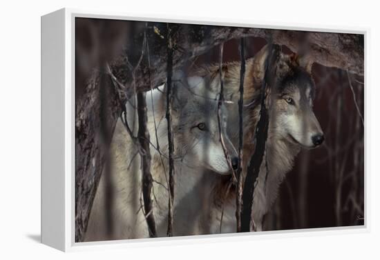 Shadowers-Gordon Semmens-Framed Premier Image Canvas