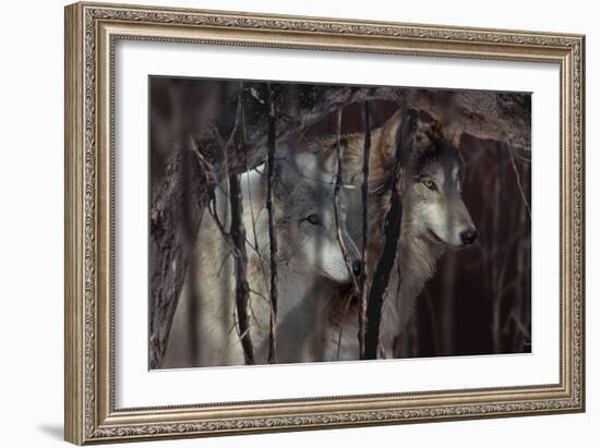 Shadowers-Gordon Semmens-Framed Photographic Print