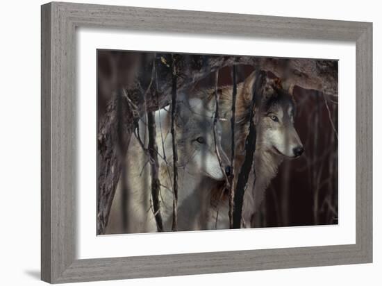 Shadowers-Gordon Semmens-Framed Photographic Print