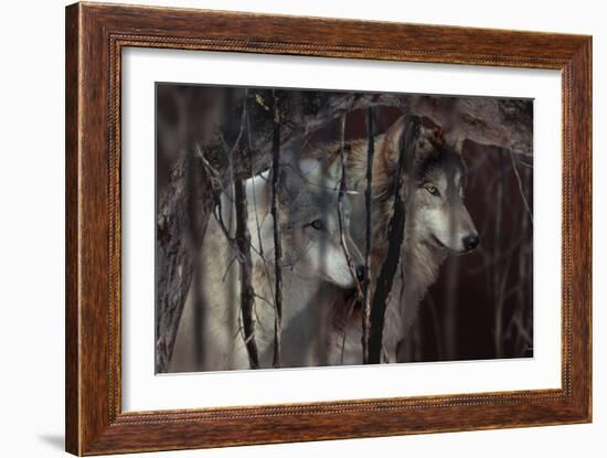 Shadowers-Gordon Semmens-Framed Photographic Print