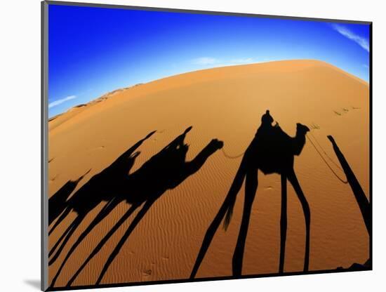 Shadows of Camels-Martin Harvey-Mounted Photographic Print