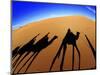 Shadows of Camels-Martin Harvey-Mounted Photographic Print