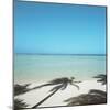 Shadows of Palm Trees on Beach-null-Mounted Photographic Print