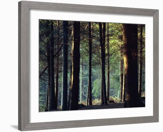 Shady Forest Scene, New Forest, Hampshire, England, United Kingdom, Europe-Rob Cousins-Framed Photographic Print