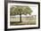 Shady Tree-Mark Chandon-Framed Giclee Print